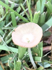 Bolbitius aleuriatus