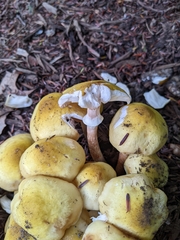 Armillaria mellea