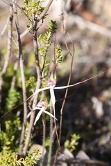 Caladenia fluvialis