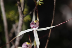 Caladenia fluvialis
