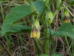 Physalis longifolia subglabrata