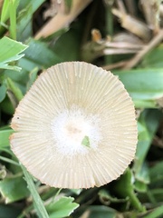 Bolbitius aleuriatus