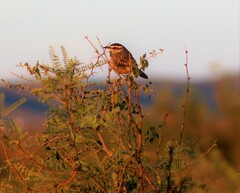 Spizella passerina