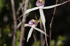 Caladenia fluvialis
