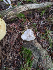 Armillaria mellea