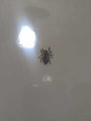 Mexigonus minutus