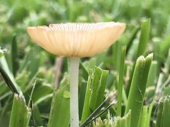 Bolbitius aleuriatus