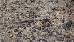 Chioninia spinalis salensis