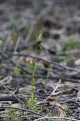 Pterostylis barbata
