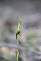 Pterostylis barbata