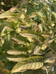 Melanoplus bivittatus