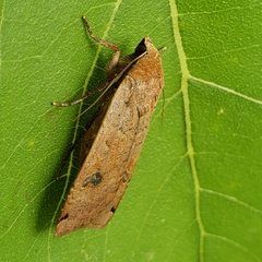 Abagrotis alternata