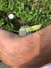 Neoconocephalus ensiger