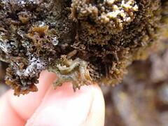 Lathagrium cristatum