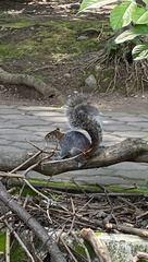 Sciurus aureogaster