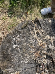 Melanoplus bivittatus