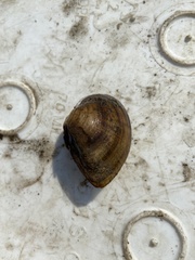 Truncilla truncata