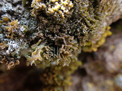 Lathagrium cristatum