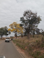 Handroanthus serratifolius