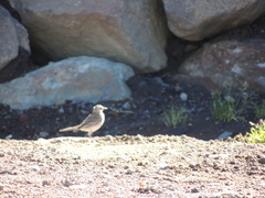 Anthus novaeseelandiae
