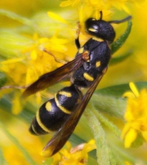 Parancistrocerus