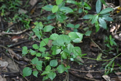 Euphorbiaceae