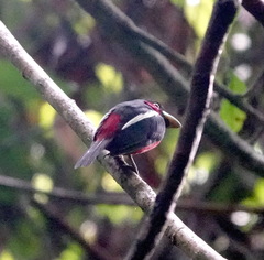 Cymbirhynchus macrorhynchos