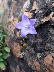 Campanula intercedens