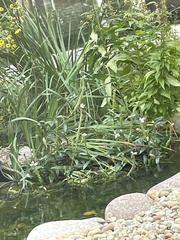 Physostegia virginiana