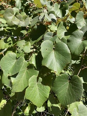 Vitis labrusca