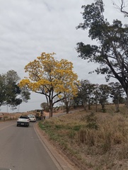 Handroanthus serratifolius