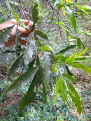 Balfourodendron riedelianum