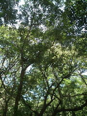 Salix chaenomeloides