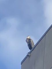 Ardea herodias