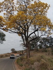 Handroanthus serratifolius