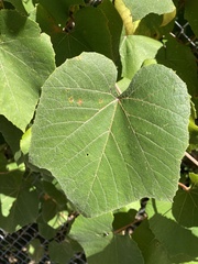Vitis labrusca