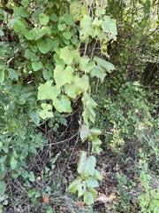 Vitis cinerea