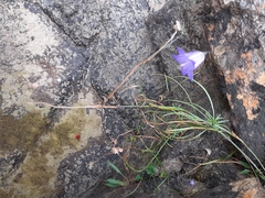 Campanula intercedens