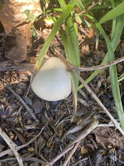 Leucoagaricus leucothites