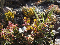 Gaultheria colensoi