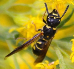 Parancistrocerus