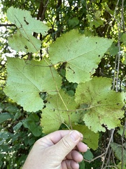 Vitis cinerea
