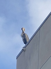 Ardea herodias