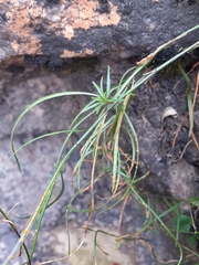 Campanula intercedens