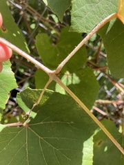 Vitis labrusca