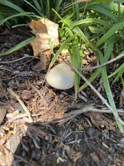Leucoagaricus leucothites