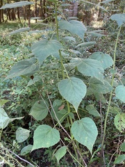 Hibiscus lasiocarpos