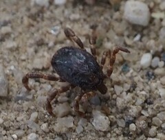 Hyalomma