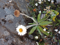 Celmisia spectabilis spectabilis