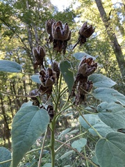 Hibiscus lasiocarpos